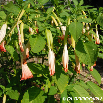 Brugmansia rouge