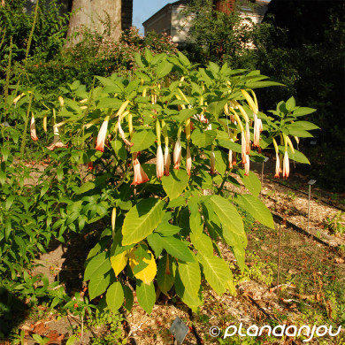 Brugmansia rouge