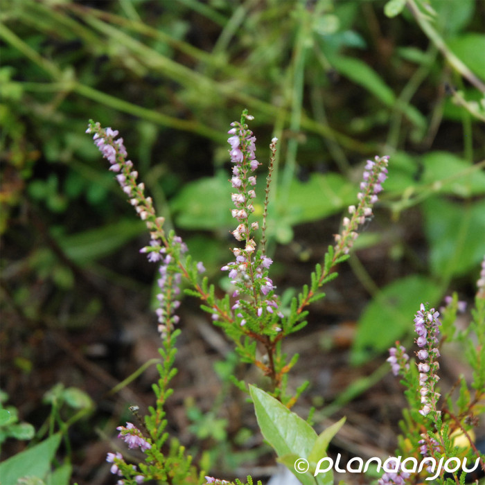Calluna vulgaris Spring Torch
