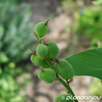Canna 'Marabout'