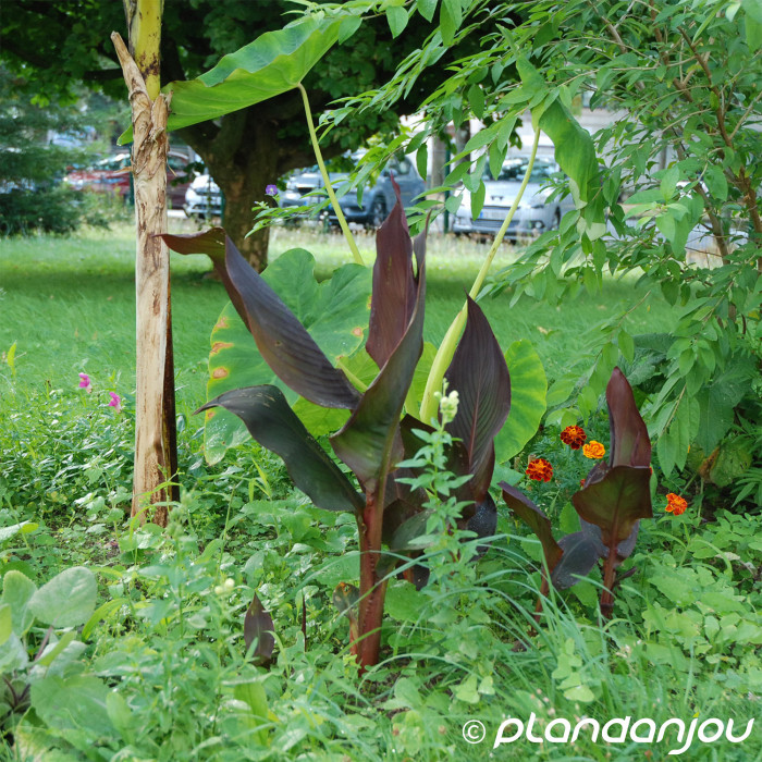 Canna 'Madame Angèle Martin'