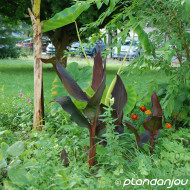 Canna 'Madame Angèle Martin'