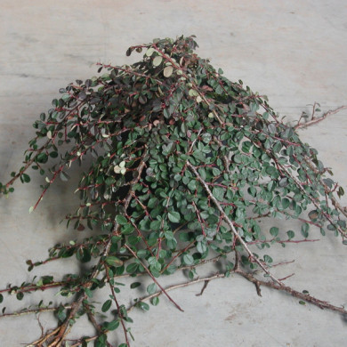 Cotoneaster radicans