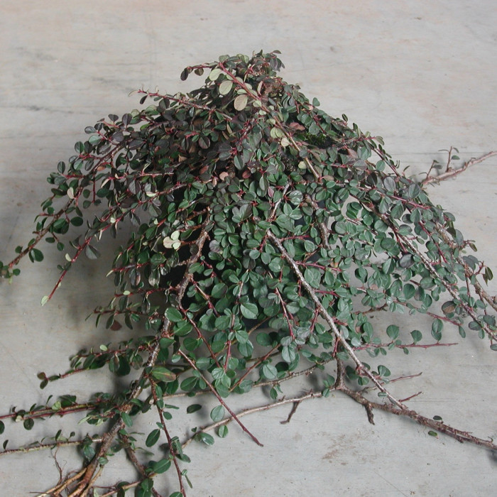 Cotoneaster radicans