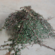 Cotoneaster radicans