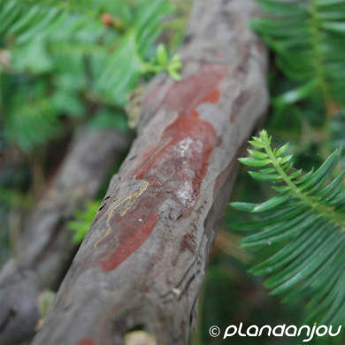 Cephalotaxus harringtonii 'Fastigiata'