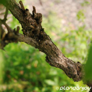 Cephalanthus occidentalis