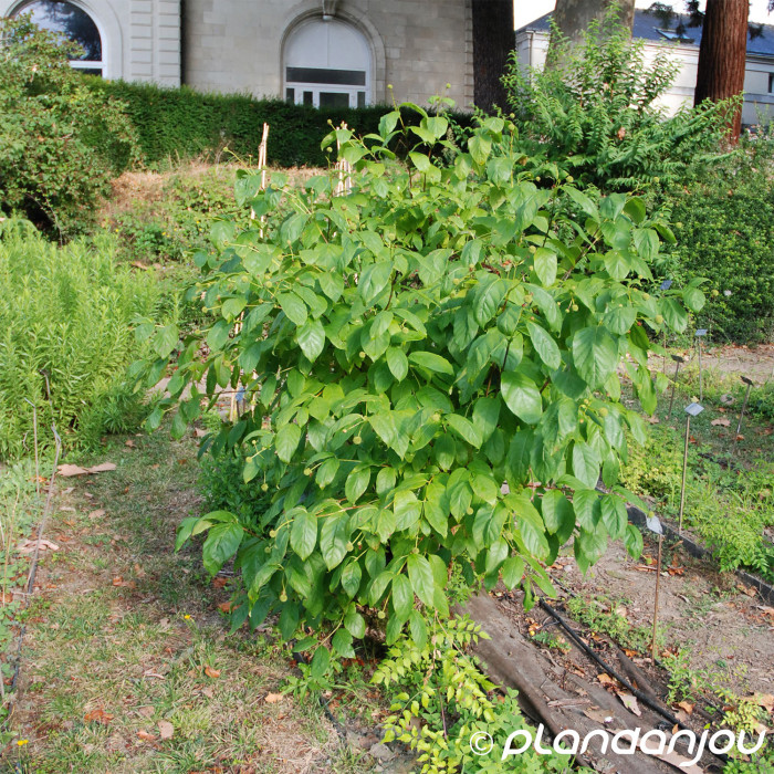 Cephalanthus occidentalis
