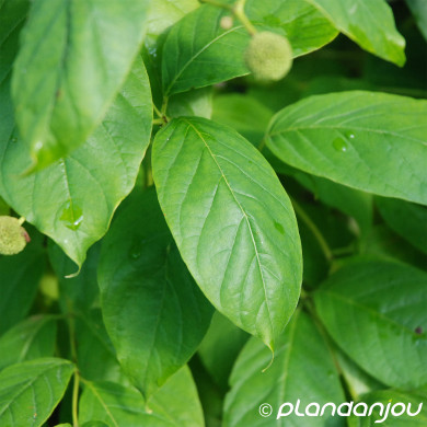 Cephalanthus occidentalis
