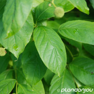 Cephalanthus occidentalis