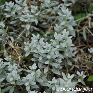 Cerastium tomentosum