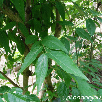 Chimonanthus praecox
