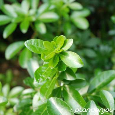 Choisya ternata 'Apple Blossom'