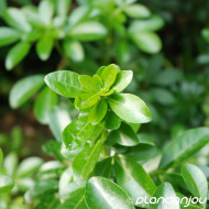 Choisya ternata 'Apple Blossom'