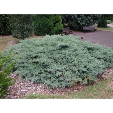 Juniperus virginiana 'Grey Owl'