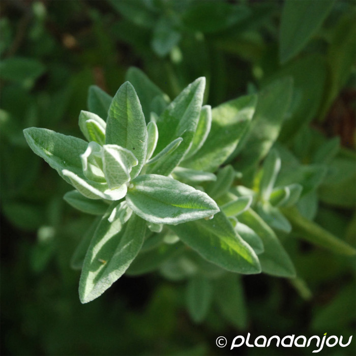 Cistus x pulverulentus