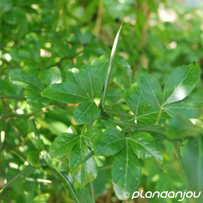 Citrus trifoliata