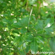 Citrus trifoliata