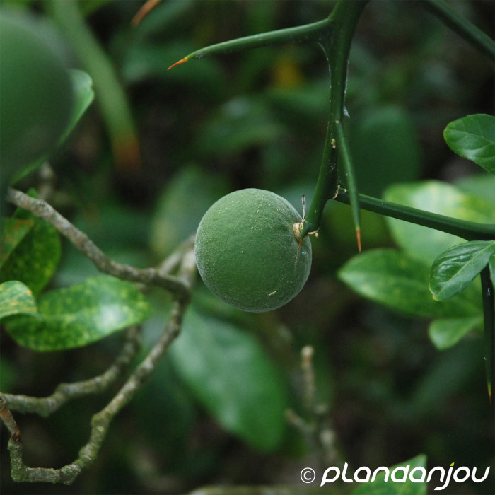 Citrus trifoliata