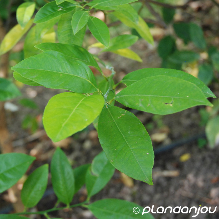Citron vert