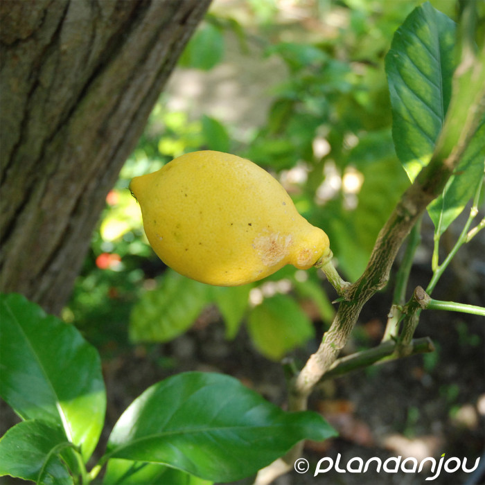 Citronnier