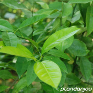 Mandarinier