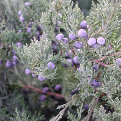 Juniperus virginiana 'Grey Owl'