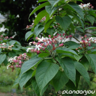 Clerodendron trichotomum