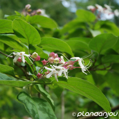 Clerodendron trichotomum