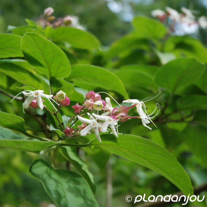 Clerodendron trichotomum