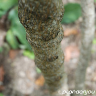 Clerodendron trichotomum