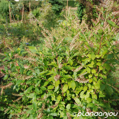 Clethra alnifolia