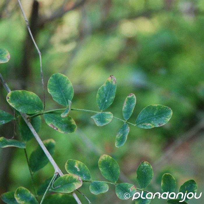 Colutea arborescens
