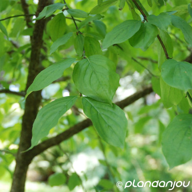 Cornus mas