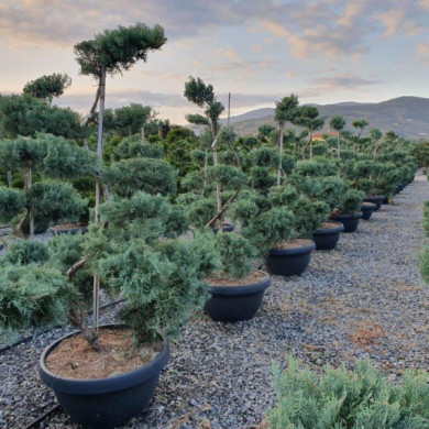 Juniperus virginiana 'Grey Owl'