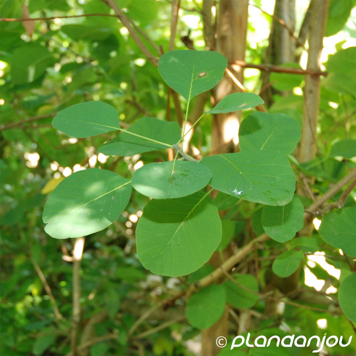 Cotinus coggygria