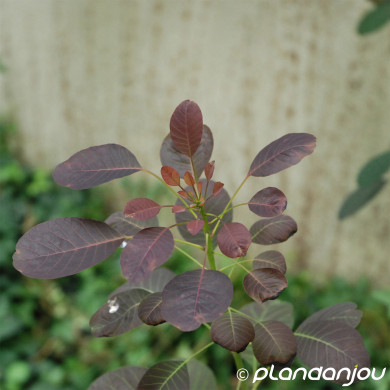 Cotinus coggygria 'Lilla'