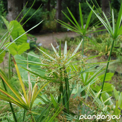 Cyperus alternifolius