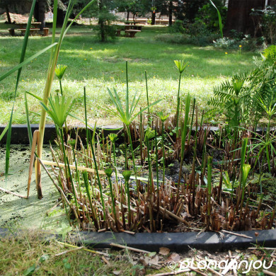 Cyperus alternifolius