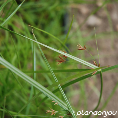 Cyperus longus