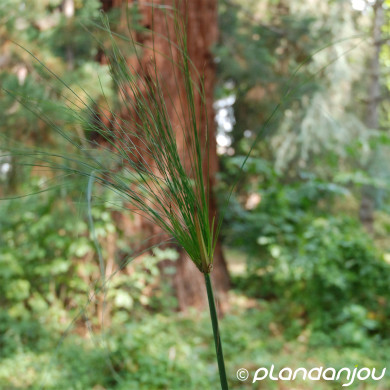Cyperus papyrus