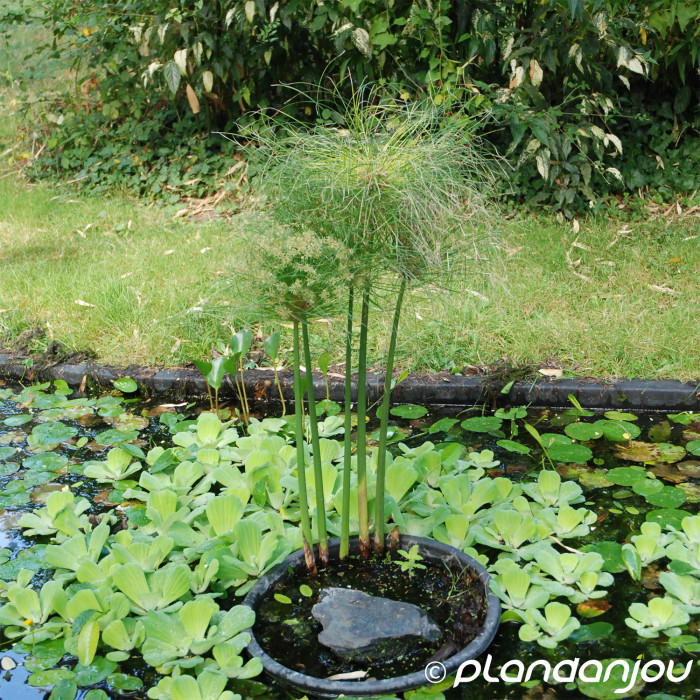 Cyperus papyrus