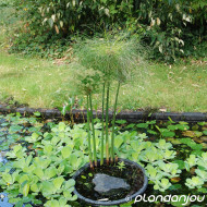 Cyperus papyrus