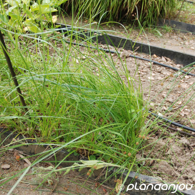Cyperus longus