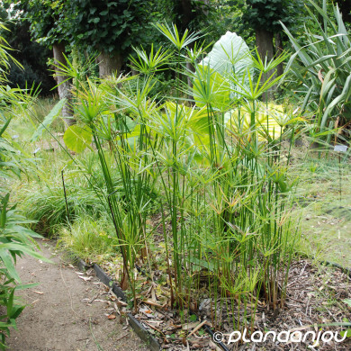 Cyperus alternifolius