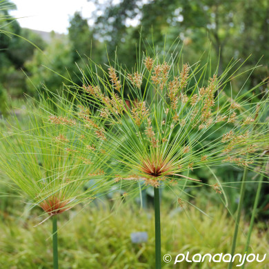 Cyperus longus
