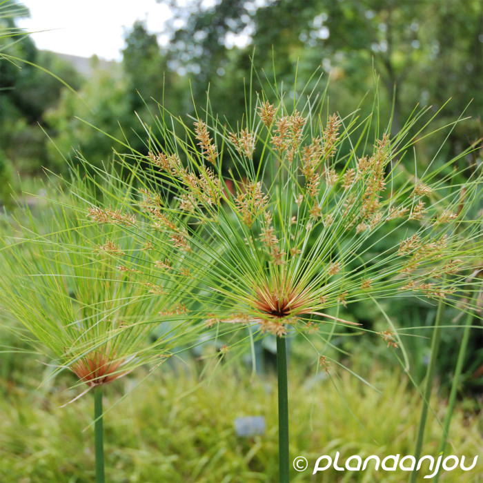 Cyperus longus