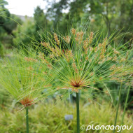 Cyperus longus