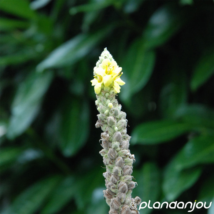 Digitalis lutea