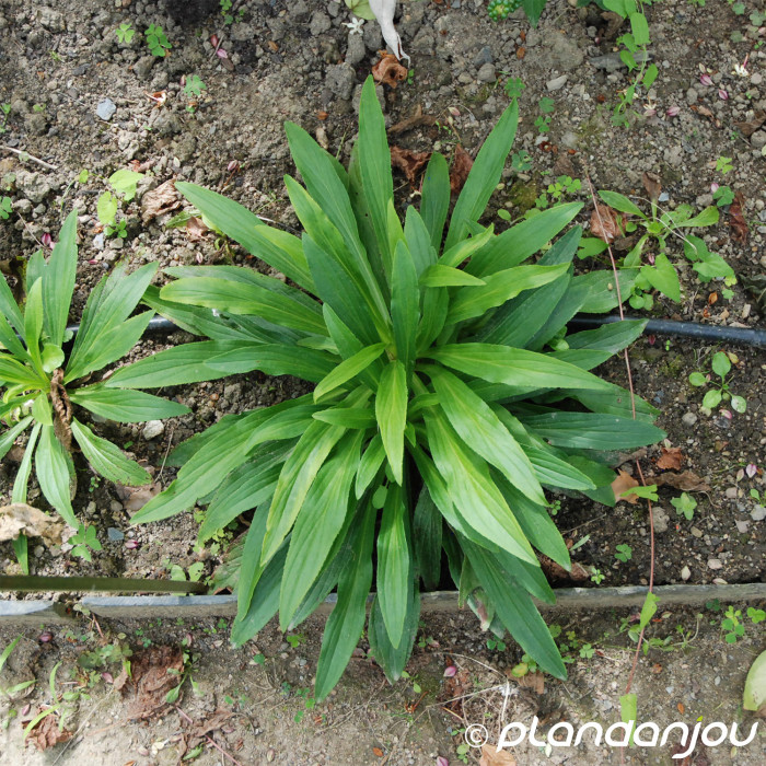 Digitalis lutea